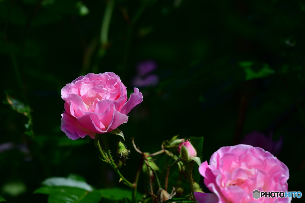 ツルバラ　北の国から