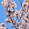 江別桜物語　№2　北の国から