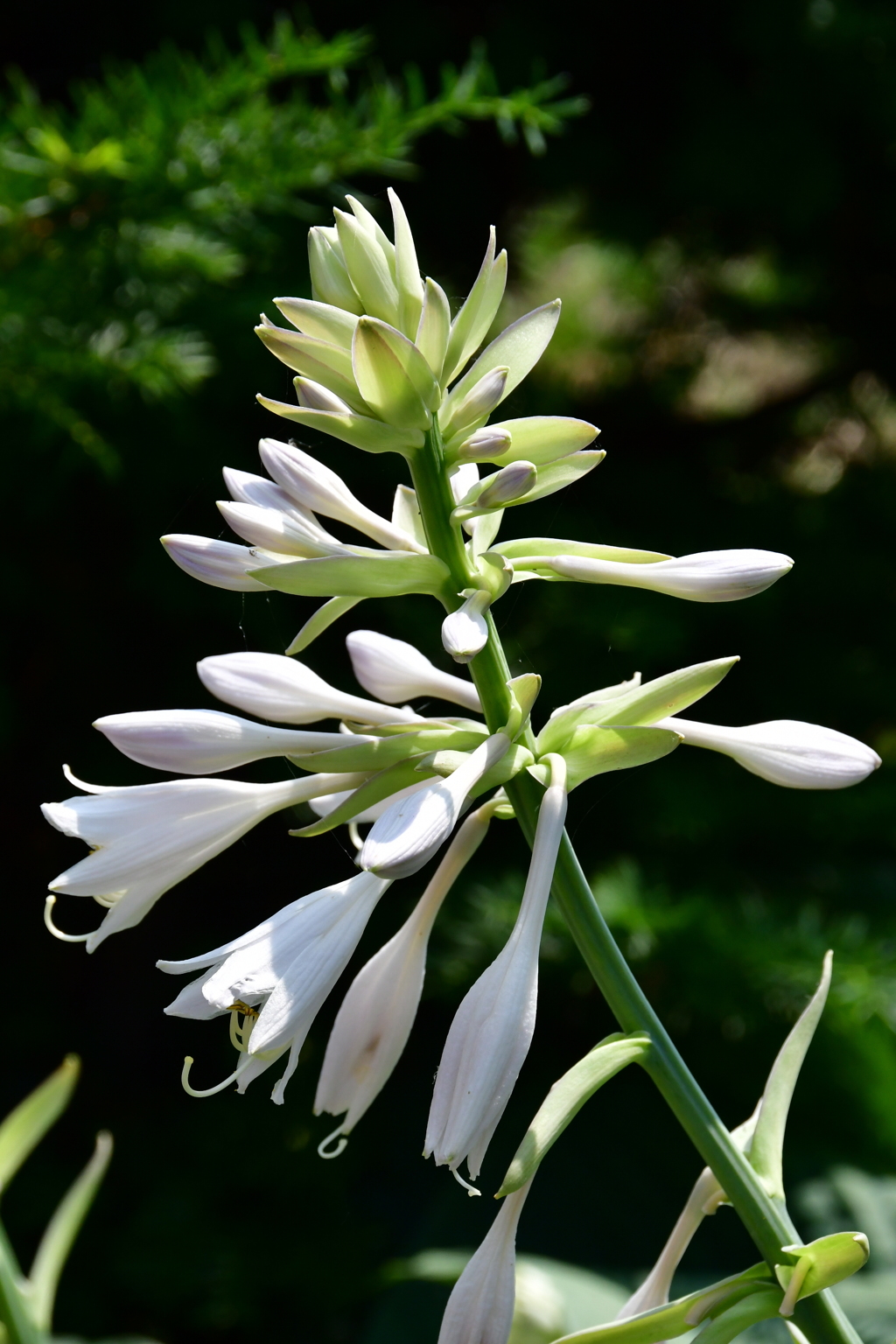 オオバギボウシの花　№1　北の国から