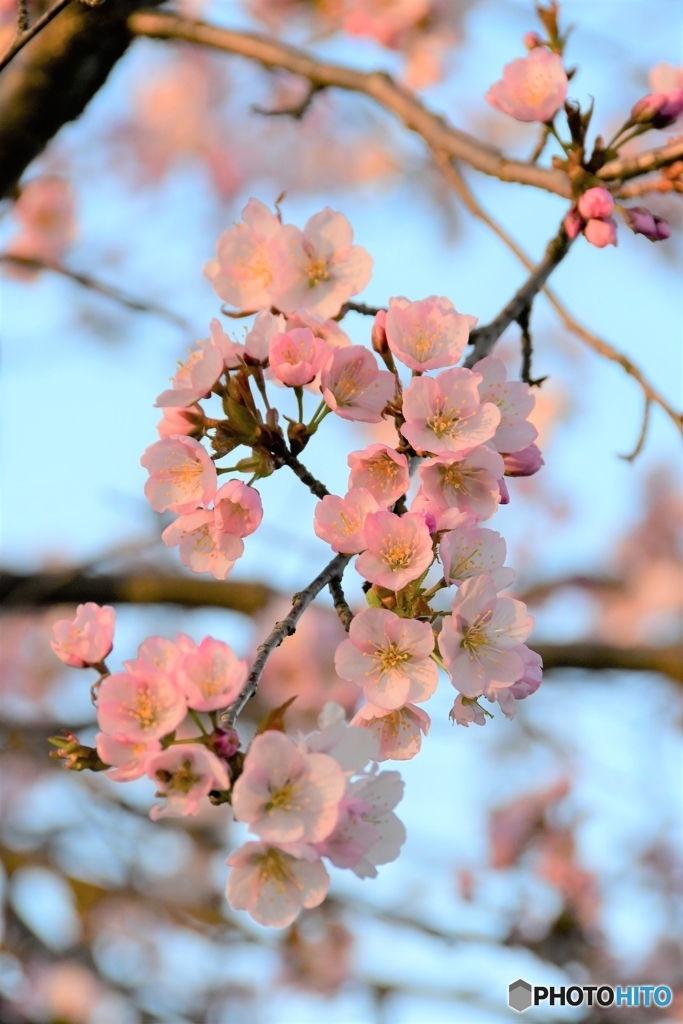 桜前線停滞中　№7　北の国から