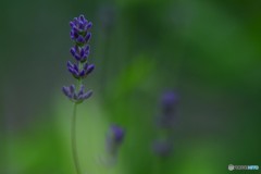 開花前でも　№1　北の国から