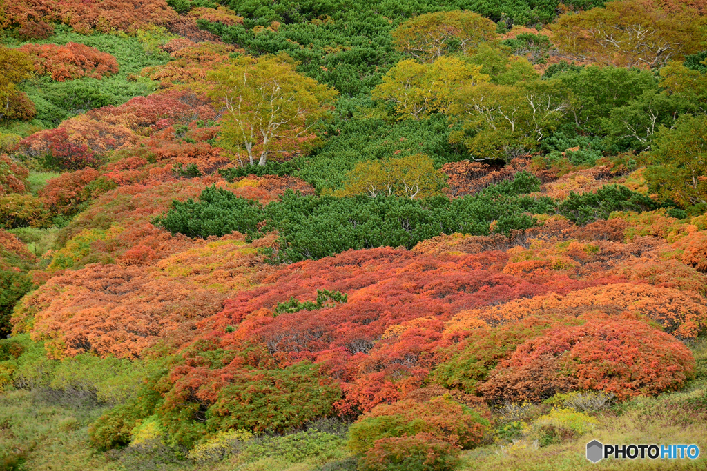 一番早い紅葉　№5　北の国から