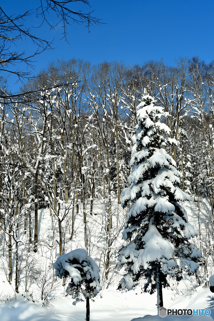 山の中のクリスマスツリー　№1　北の国から