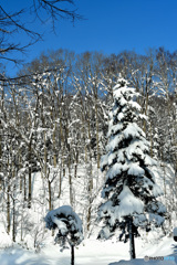 山の中のクリスマスツリー　№1　北の国から