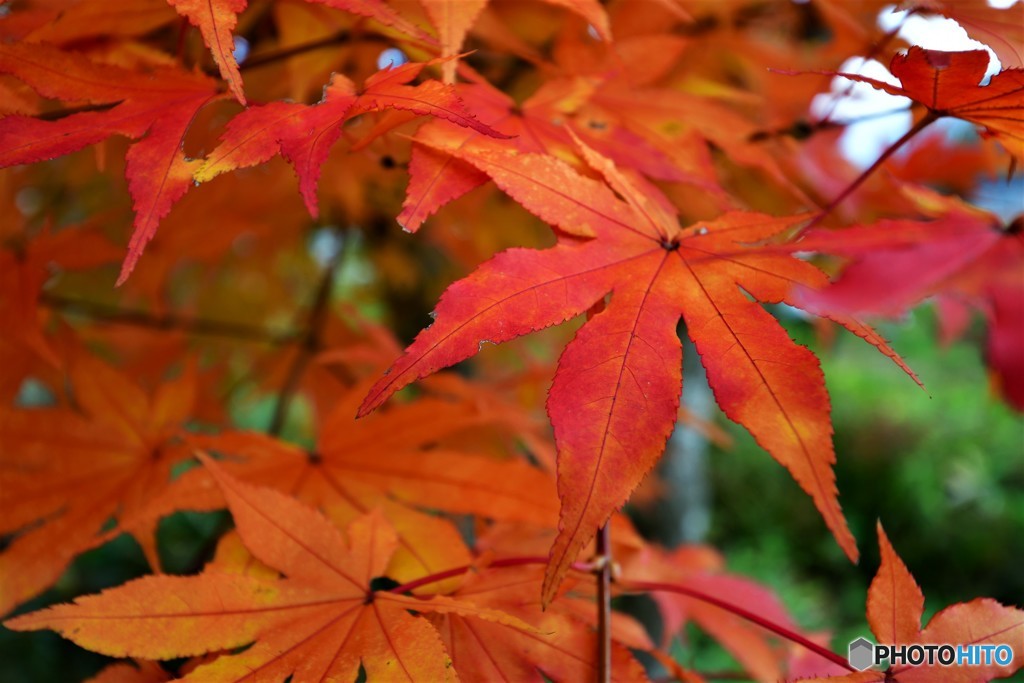 紅をまとう　№5　北の国から