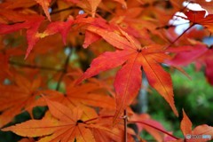 紅をまとう　№5　北の国から