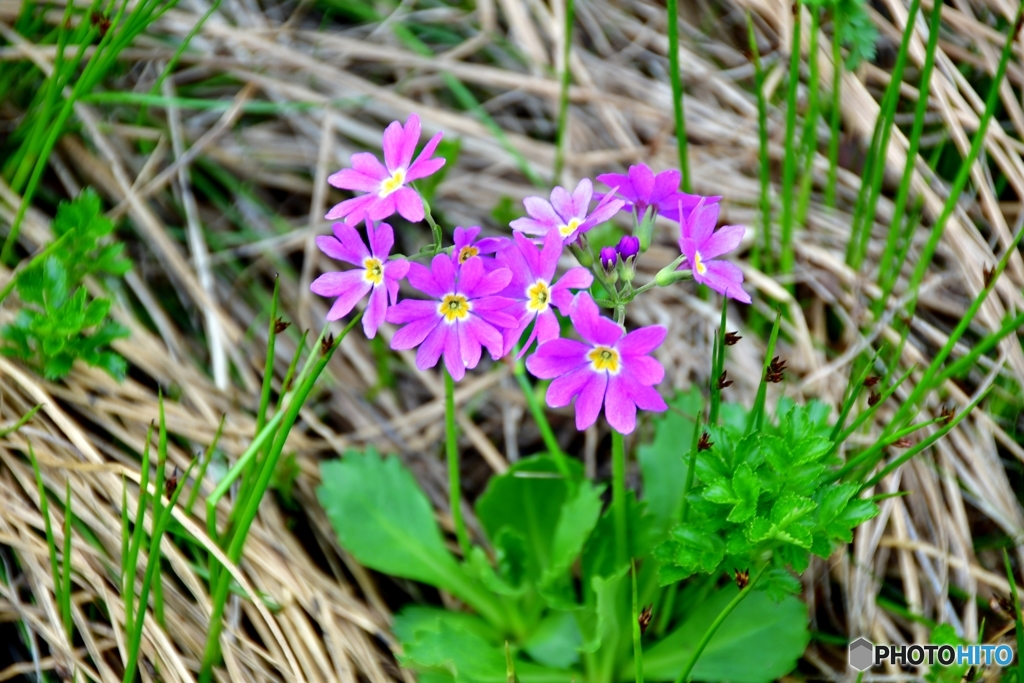 エゾコザクラ　大雪山の花　№8　北の国から