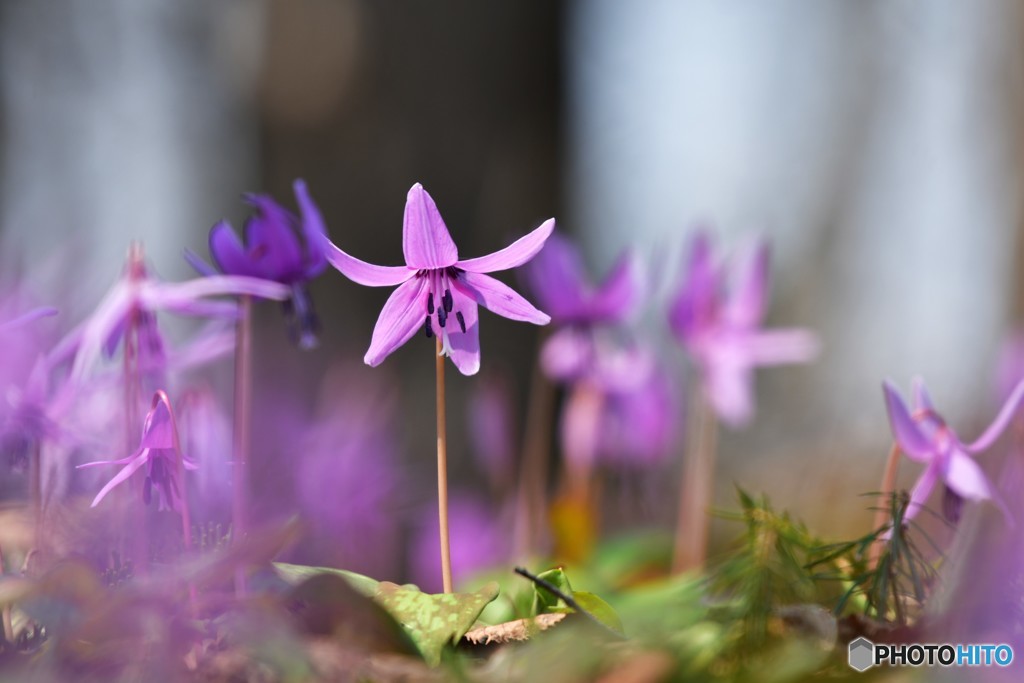 春の癒し　№1　北の国から