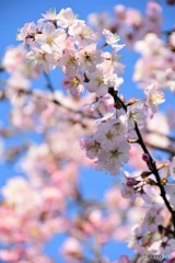 令和の桜　№2　北の国から