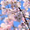 令和の桜　№2　北の国から