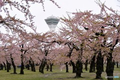 旅先にて　函館編　№1　北の国から