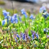 春の息吹　№17　北の国から