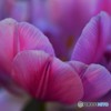 春の彩り　№31　北の国から