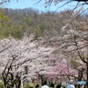 春の賑わい　№1　北の国から