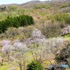 春の賑わい　№2　北の国から