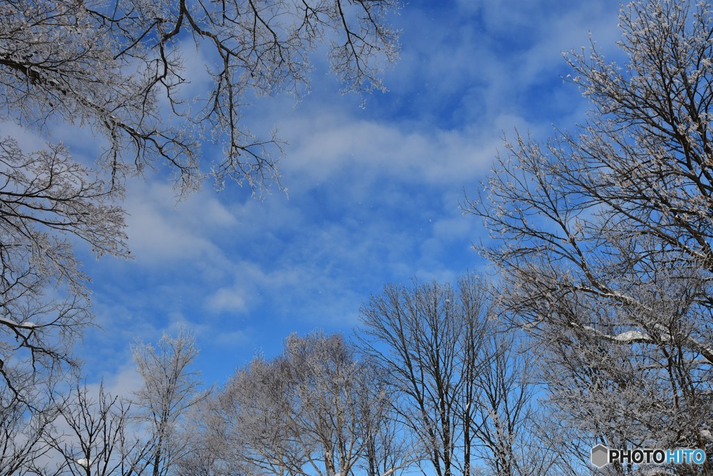 仰ぎ見る　№1　北の国から