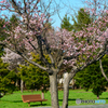 令和の桜　№4　北の国から