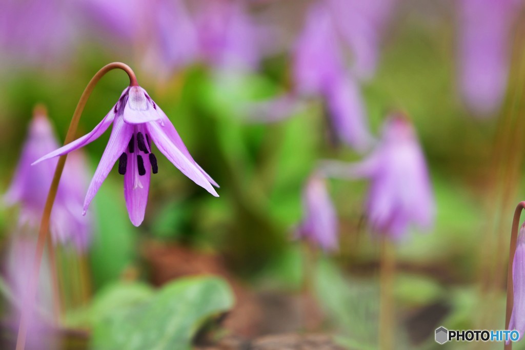 春の癒し　№6　北の国から