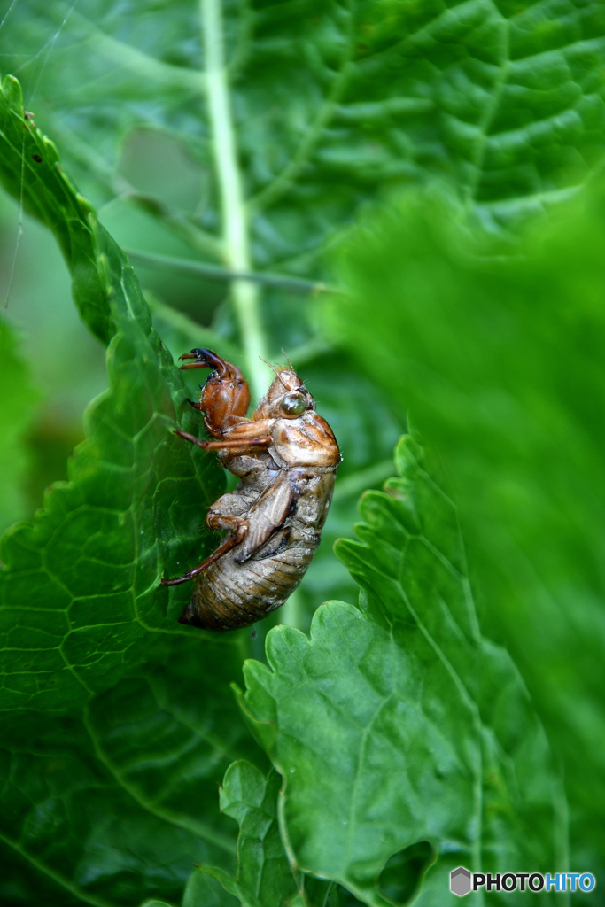 セミの抜け殻　北の国から