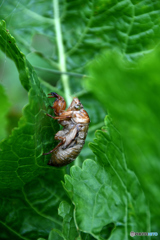 セミの抜け殻　北の国から