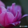 春の彩り　№32　北の国から