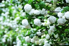 雪をイメージ　№1　北の国から
