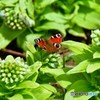 春の陽気　№2　北の国から