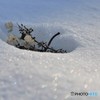 春近し　№1　北の国から