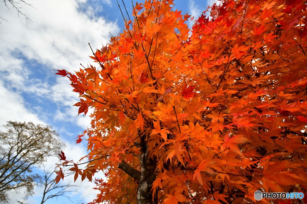 紅をまとう　№1　北の国から