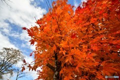 紅をまとう　№1　北の国から