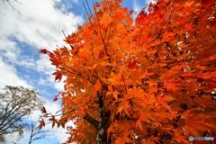 紅をまとう　№1　北の国から