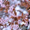 令和の桜　№1　北の国から