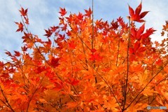 紅をまとう　№2　北の国から