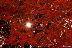 紅をまとう　№4　北の国から