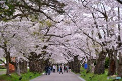 旅先にて　北斗市編　№2　北の国から