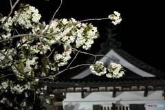 旅先にて　弘前編　No.12　北の国から