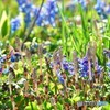 春の息吹　№18　北の国から