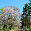 江別桜物語　№3　北の国から