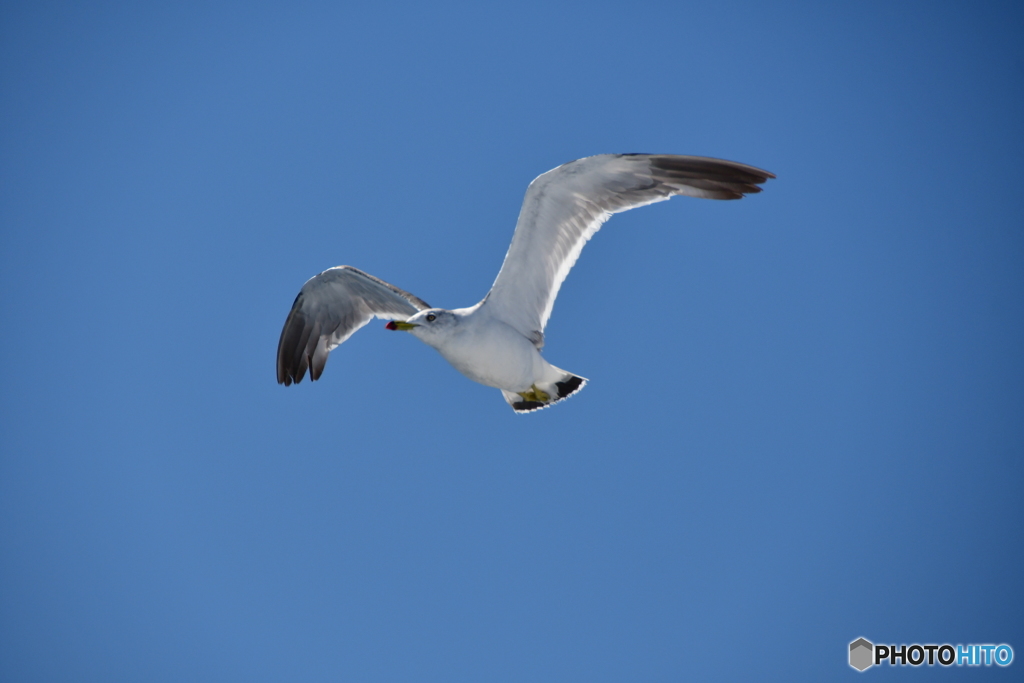 海鳥観察　№7　北の国から