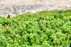 大雪山系に生息していた野鳥　北の国から