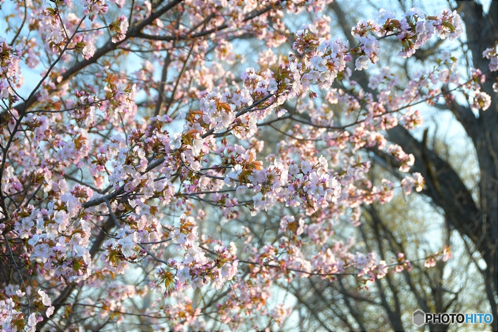 桜前線停滞中　№4　北の国から