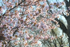 桜前線停滞中　№4　北の国から