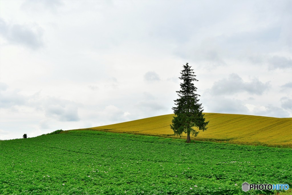 丘巡り　№6　北の国から