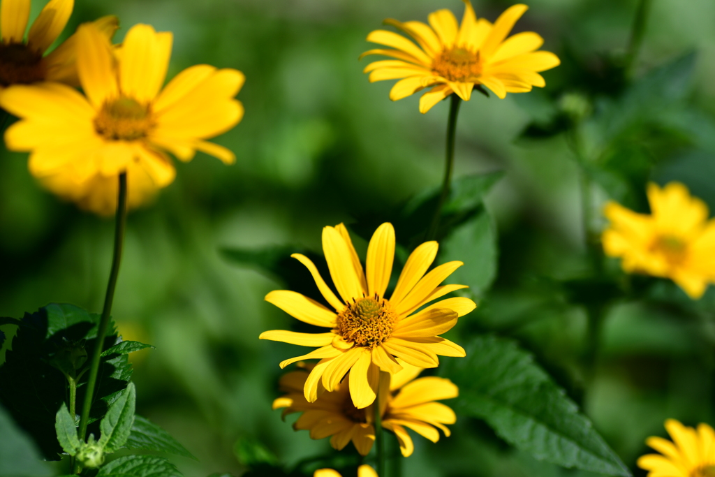 ルドベキア　№5　北の国から