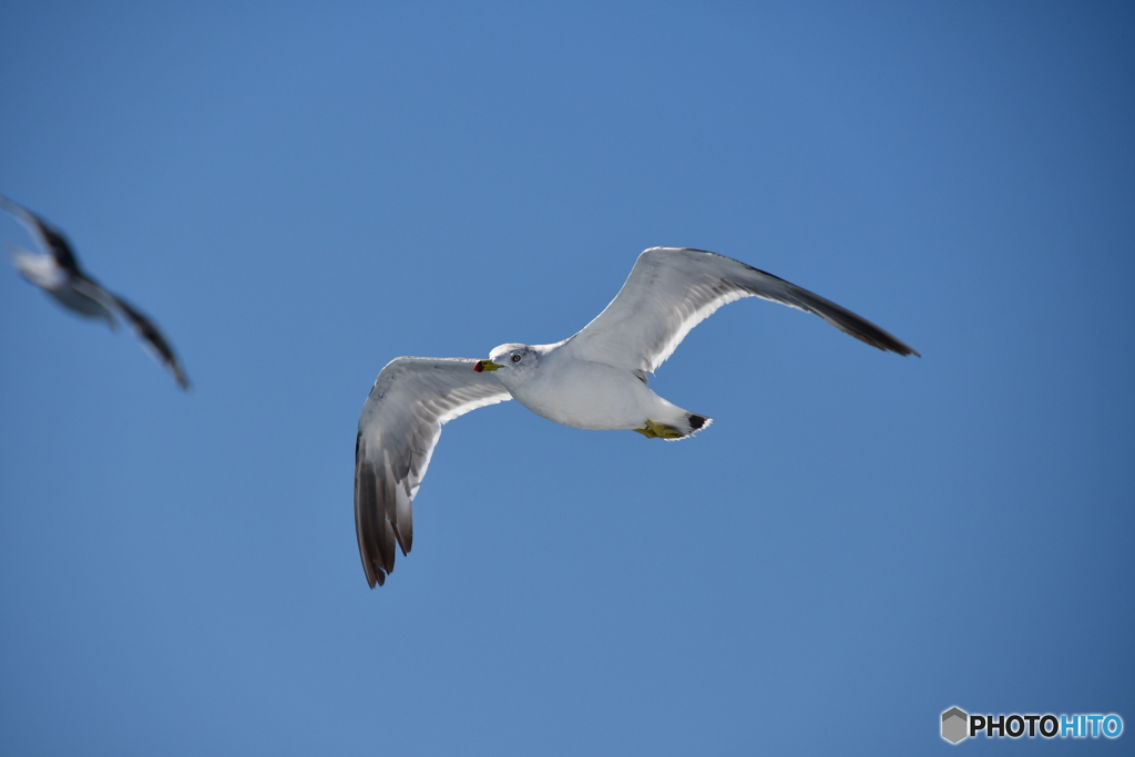 海鳥観察　№6　北の国から
