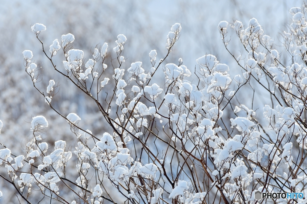 雪の花　№2　北の国から