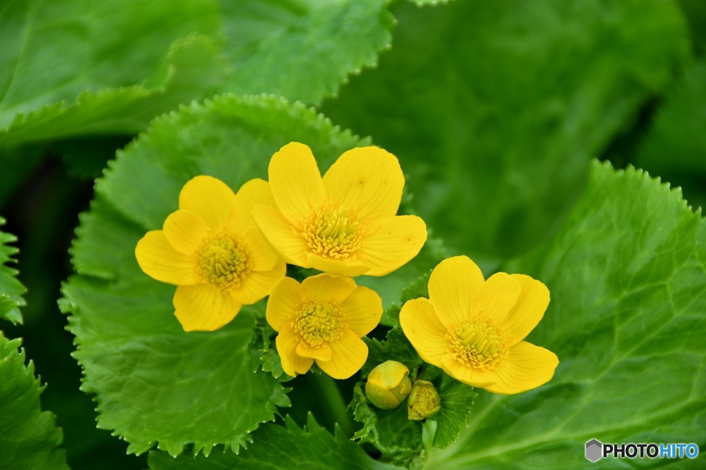 エゾノリュウキンカ　大雪山の花　№7　北の国から