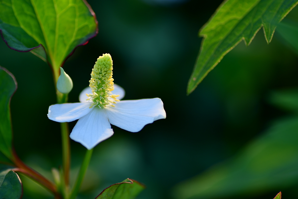 ドクダミの花　北の国から