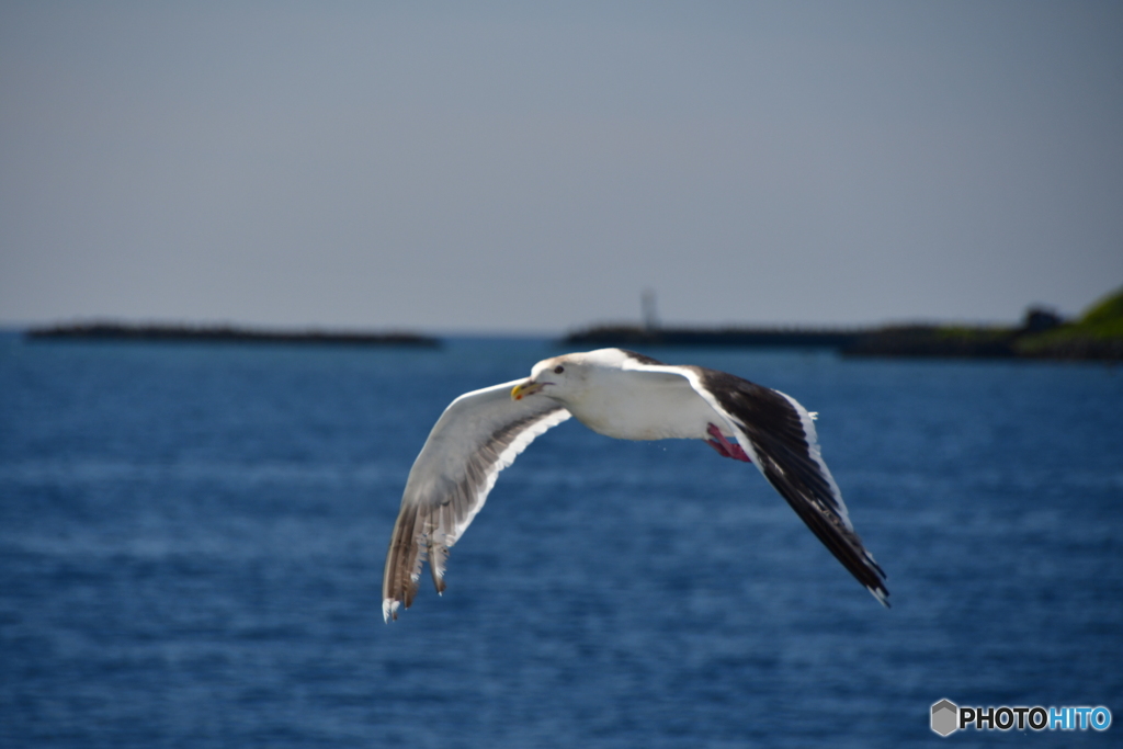 海鳥観察　№5　北の国から
