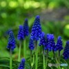 春の彩り　№28　北の国から
